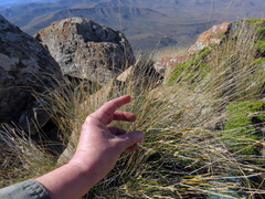 Ficinia compasbergensis