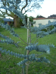Eucalyptus pulverulenta