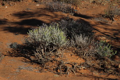 Manochlamys albicans