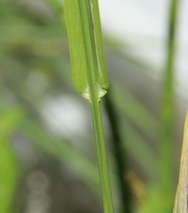 Poa remota