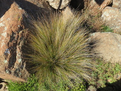 Ficinia compasbergensis