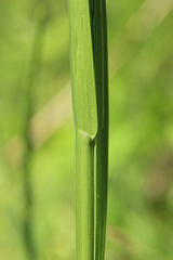 Poa remota
