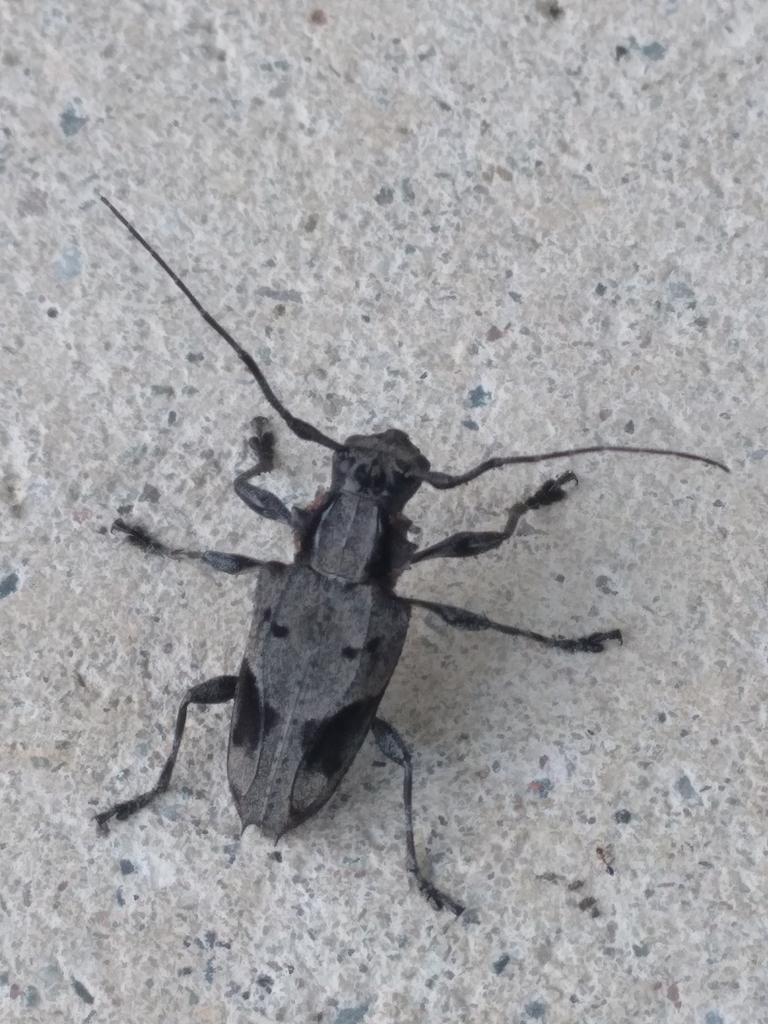 Steirastoma coenosum