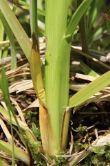 Poa remota