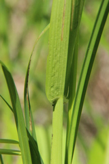 Poa remota