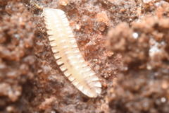 Phygoxerotes