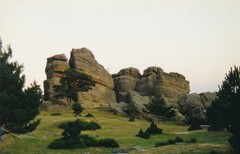 Juniperus communis saxatilis