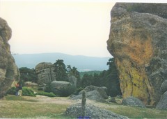 Juniperus communis saxatilis
