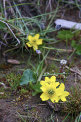 Caltha arctica