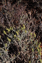 Manochlamys albicans