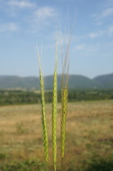 Triticum monococcum boeoticum