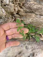 Perityle gilensis gilensis