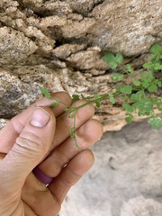 Perityle gilensis gilensis