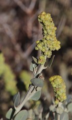 Manochlamys albicans