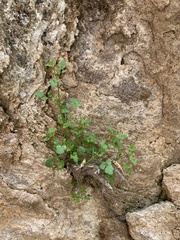 Perityle gilensis gilensis