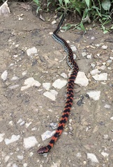 Erythrolamprus vitti