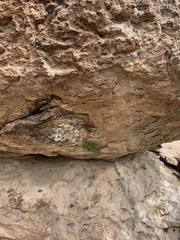 Perityle gilensis gilensis