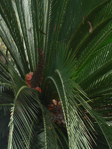 Macrozamia moorei, photograph 3