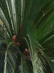 Macrozamia moorei