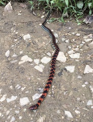 Erythrolamprus vitti