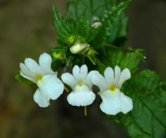 Nemesia floribunda