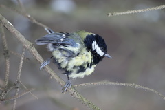 Parus major