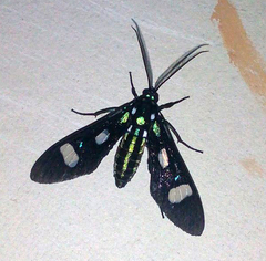 Leucotmemis nexa