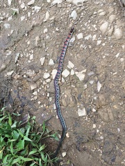 Erythrolamprus vitti