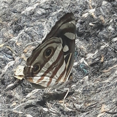 Dynamine postverta postverta