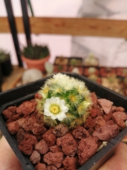 Mammillaria carmenae