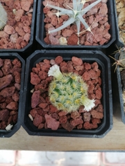 Mammillaria carmenae