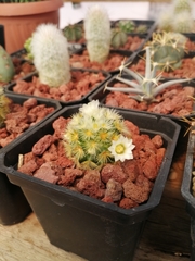 Mammillaria carmenae