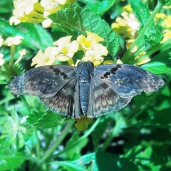 Chiomara mithrax