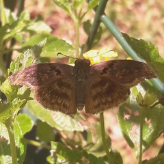 Chiomara mithrax