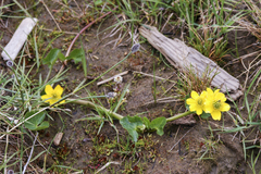 Caltha arctica
