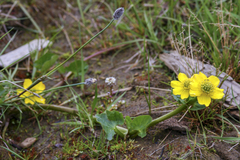 Caltha arctica