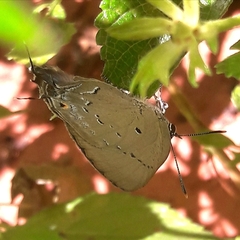 Parrhasius polibetes