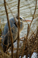 Ardea cinerea