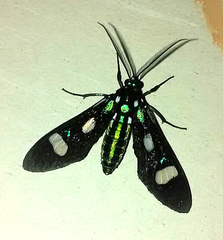 Leucotmemis nexa