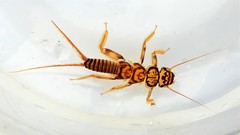 Acroneuriinae