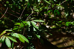 Adelpha paraena massilia