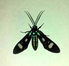 Leucotmemis nexa
