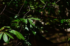 Adelpha paraena massilia