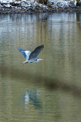 Ardea cinerea