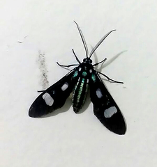 Leucotmemis nexa