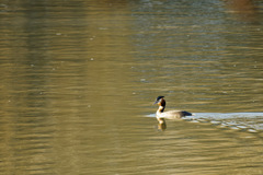 Podiceps cristatus