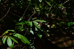 Adelpha paraena massilia