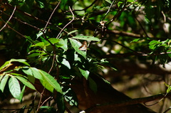 Adelpha paraena massilia