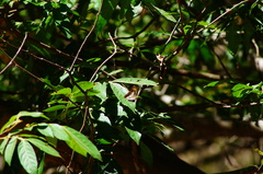 Adelpha paraena massilia