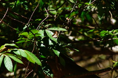 Adelpha paraena massilia